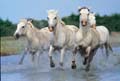 la camargue